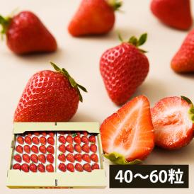7月上旬頃より発送予定|夏いちごサマーティアラ(40粒～60粒)