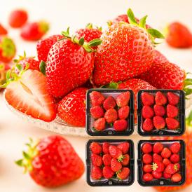 予約受付中：3月中旬頃より発送予定|朝摘みいちご約800g