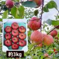 春の厳選ふじりんご約3kg(8～12玉)
