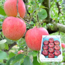 2025年2月頃～予約開始予定|春の厳選ふじりんご約3kg(8～12玉)