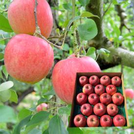 2025年2月頃～予約開始予定|春の厳選ふじりんご約5kg(16～20玉)