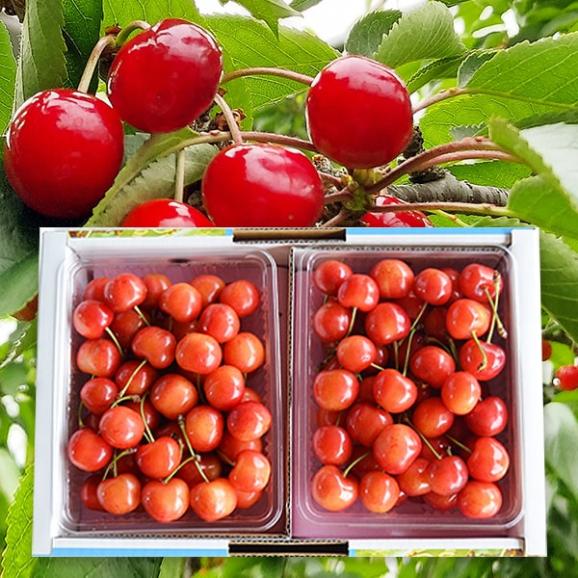 超歓迎 2025年4月頃～予約開始予定|《ご家庭用》さくらんぼ紅秀峰1kg 果物