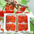 【2025年販売見合わせ】プレミアムさくらんぼ紅秀峰800g(200g×4)