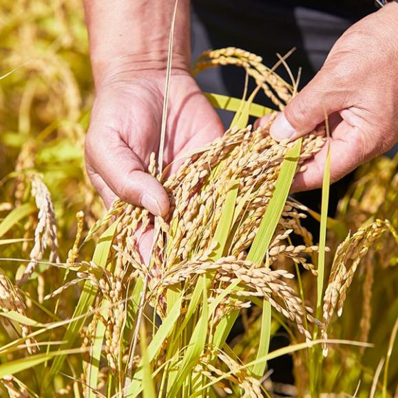 黒澤ファームのお米「夢ごこち」精米約2kg06