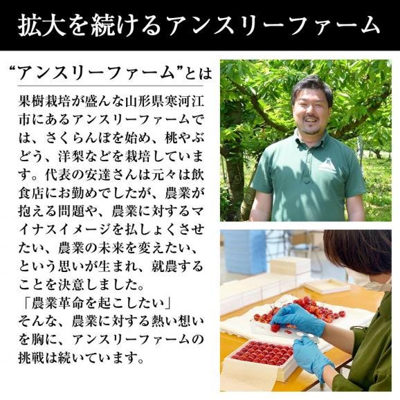 予約受付中：6月中旬頃より発送予定|特秀さくらんぼ佐藤錦[山形セレクション]300gバラ詰Lサイズ以上05