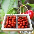 プレミアムさくらんぼ紅てまり1kgバラ詰Lサイズ以上(500g×2)