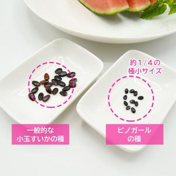 予約受付中：7月下旬頃より発送予定|【お中元】小玉すいかピノガール2玉(約1.8kg×2玉)03