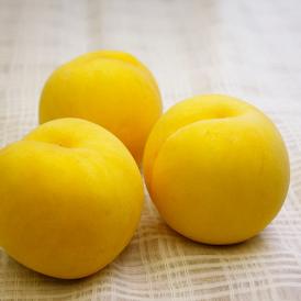 2024年6月頃～予約開始予定|《訳あり》黄桃 品種おまかせ約3kg(7～13玉)