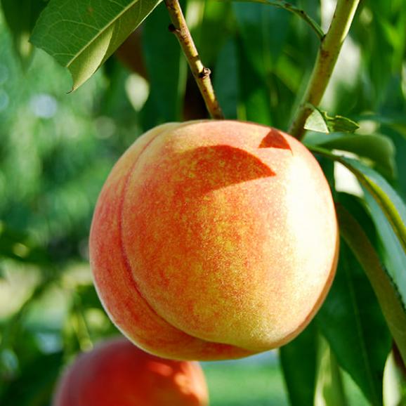 2024年6月頃～予約開始予定|《訳あり》黄桃 品種おまかせ約3kg(7～13玉)03