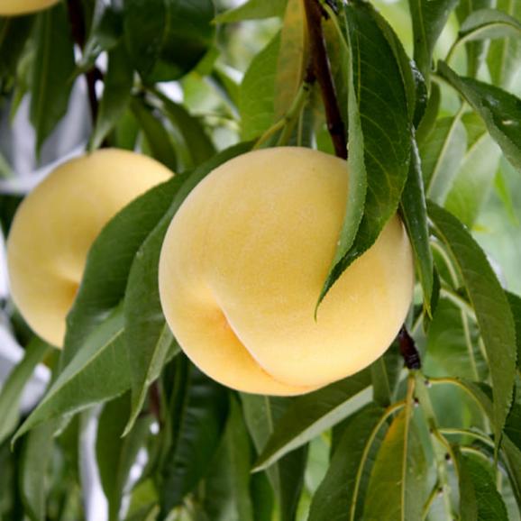 2024年6月頃～予約開始予定|《訳あり》黄桃 品種おまかせ約3kg(7～13玉)04