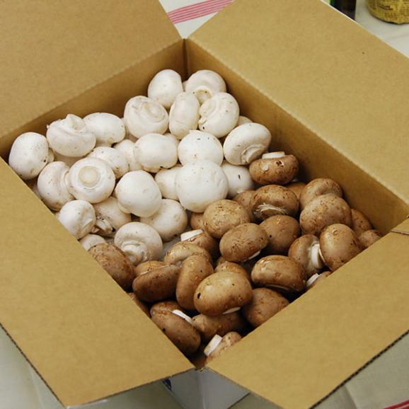 舟形マッシュルームバラ詰約1kg ミックス02