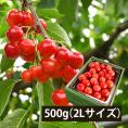 予約受付中：6月下旬頃より発送予定|【きれい詰め】極旨さくらんぼ紅秀峰 約500g 2Lサイズ以上
