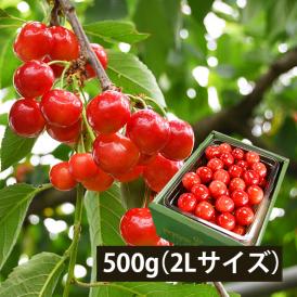 予約受付中：6月下旬頃より発送予定|【きれい詰め】極旨さくらんぼ紅秀峰 約500g 2Lサイズ以上