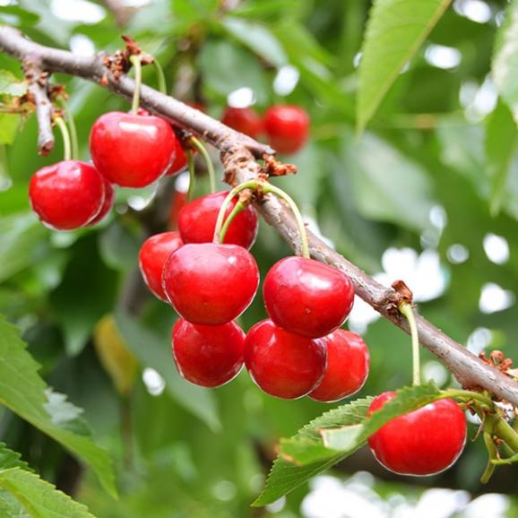 予約受付中：6月下旬頃より発送予定|【きれい詰め】極旨さくらんぼ紅秀峰 約500g 2Lサイズ以上02