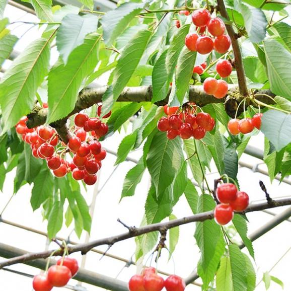 予約受付中：6月下旬頃より発送予定|【きれい詰め】極旨さくらんぼ紅秀峰 約500g 2Lサイズ以上03