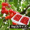 予約受付中：6月下旬頃より発送予定|【きれい詰め】極旨さくらんぼ紅秀峰 約1kg 2Lサイズ以上