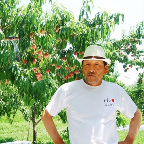 予約受付中：8月下旬頃より発送予定|堀さんの白桃 川中島(5～6玉)[8月下旬]06
