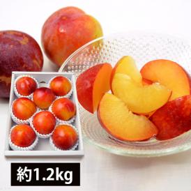 予約受付中：9月上旬頃より発送予定|厳選すもも秋姫約1.2kg(8玉前後)