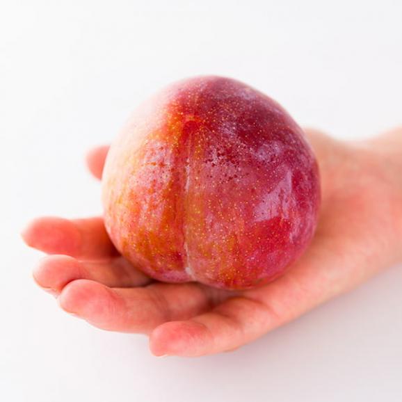 【2025年完売】2027年6月頃～予約開始予定|厳選すもも秋姫約1.2kg(8玉前後)03