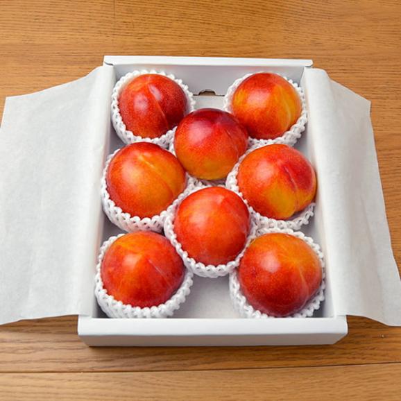 【2025年完売】2027年6月頃～予約開始予定|厳選すもも秋姫約1.2kg(8玉前後)05