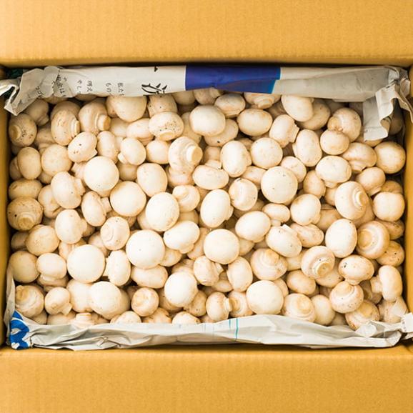 【大容量】《訳あり》舟形マッシュルームバラ詰約5kg ホワイト04