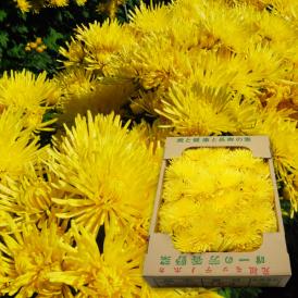 山形の食用菊約1kg(黄色)