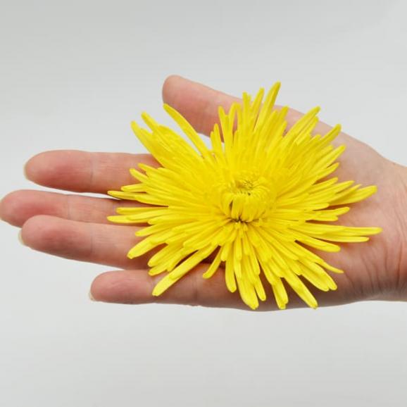 山形の食用菊約1kg(黄色)03