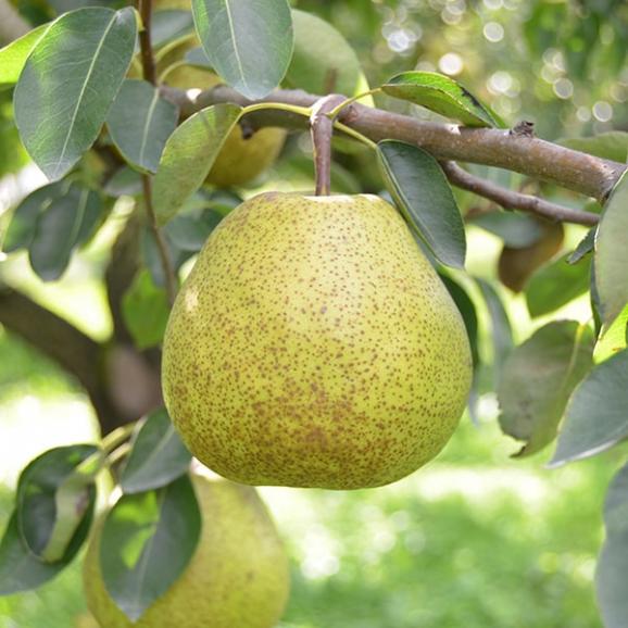 2025年9月頃~予約開始予定|芳醇洋梨ラ・フランス約3kg(4L8玉 2025年9月頃~予約開始予定|芳醇洋梨ラ・フランス約3kg(4L8玉