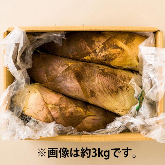 2026年2月頃～予約開始予定|山形の朝堀りたけのこ(谷定孟宗)約5kg02