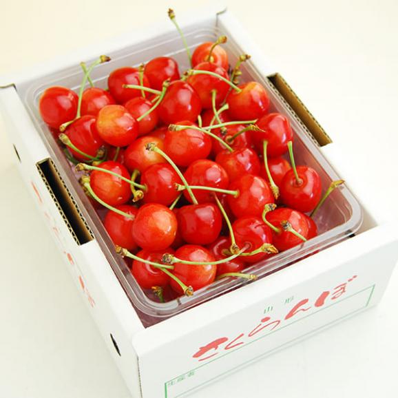 さくらんぼのワクワク収穫便 品種おまかせ500gバラ詰03