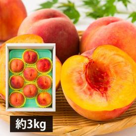 予約受付中：8月下旬頃より発送予定|森谷果樹園の黄桃 紅黄金桃約3kg(8〜10玉)
