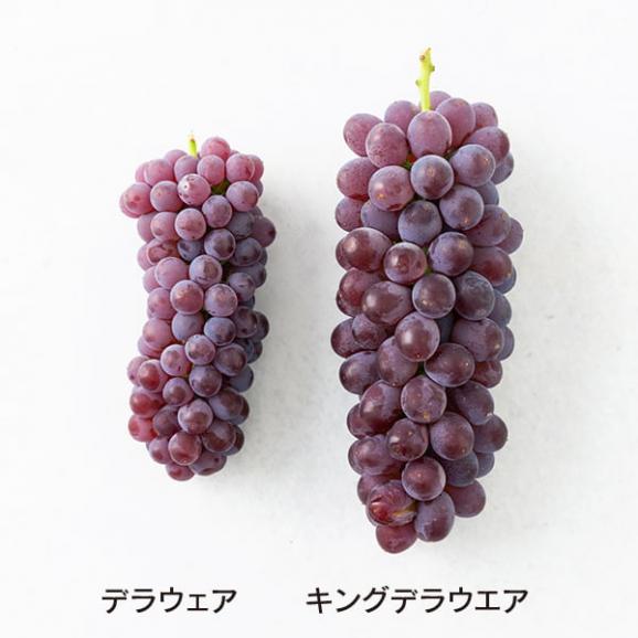 里見果樹園のぶどうキングデラ約2kg(5～10房)05