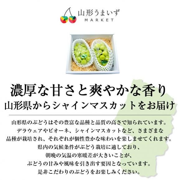 【39人に1人！39円!! 9月中旬~12 月中旬発送】プレミアム ぶどう シャインマスカット2房 (1房450g 以上) 山形産06