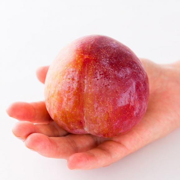 【2025年完売】2026年7月頃～予約開始予定|プレミアムすもも秋姫約1.2kg(6〜9玉前後)03