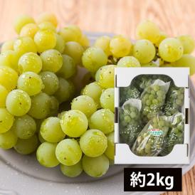 山道農園のぶどう甘美ナイアガラ約2kg(7房前後)