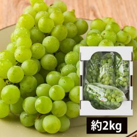 山道農園のぶどうハニーシードレス約2kg(5房前後)