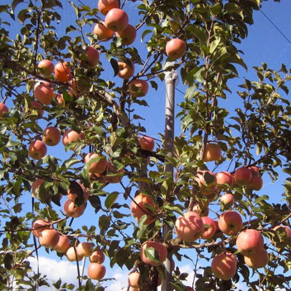 【数量限定】山形のりんご高徳(こうとく)約3kg(8~18玉入)04