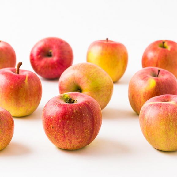 予約受付中：2026年1月中旬頃より発送予定|《超訳あり》山形のふじりんご約5kg02