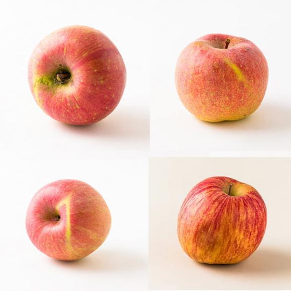 予約受付中：2026年1月中旬頃より発送予定|《超訳あり》山形のふじりんご約5kg03