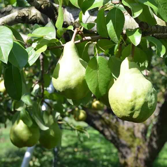 予約受付中:12月中旬頃より発送予定|ひかり農園/洋梨シルバーベル約3kg(5~6玉)05