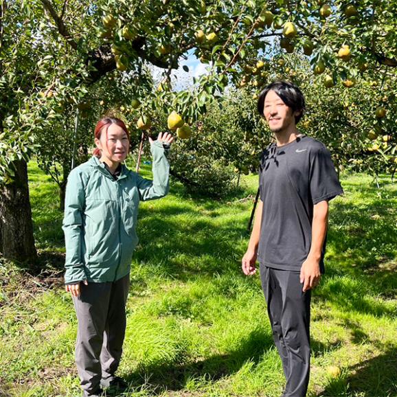 予約受付中:12月中旬頃より発送予定|ひかり農園/洋梨シルバーベル約3kg(5~6玉)06