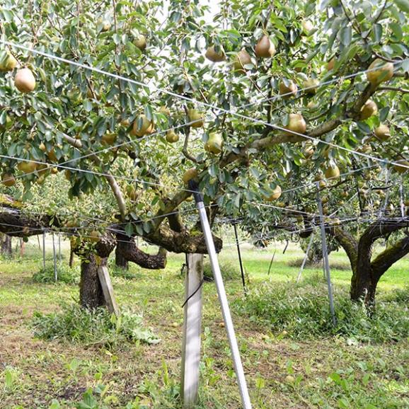 【年末SALE実施中!10%OFF】プレミアム洋梨ラフランス約3kg(5L~L/7~12玉)06