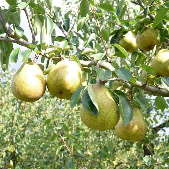 【生産者応援!】プレミアム洋梨ラフランス小玉約5kg(M~2L/18~24玉)05