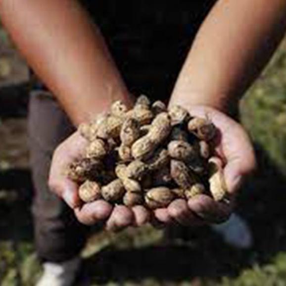 【節分の日】山形の殻つき落花生ビーナッツ2袋(200g×2)05