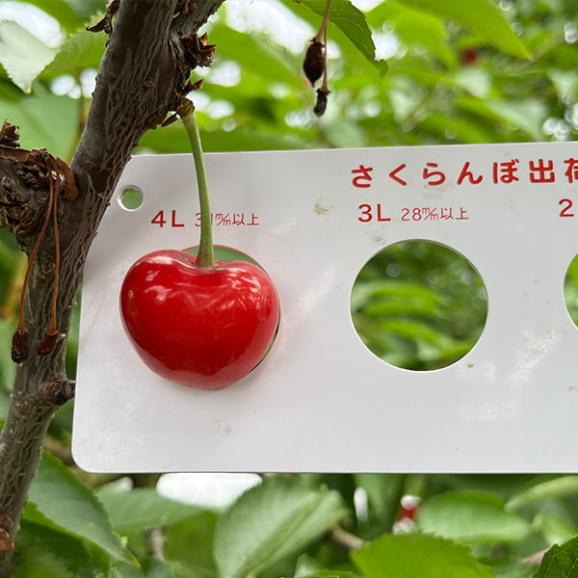 予約受付中:6月下旬頃より発送予定|大粒芳醇さくらんぼ紅秀峰500g並び詰3Lサイズ04