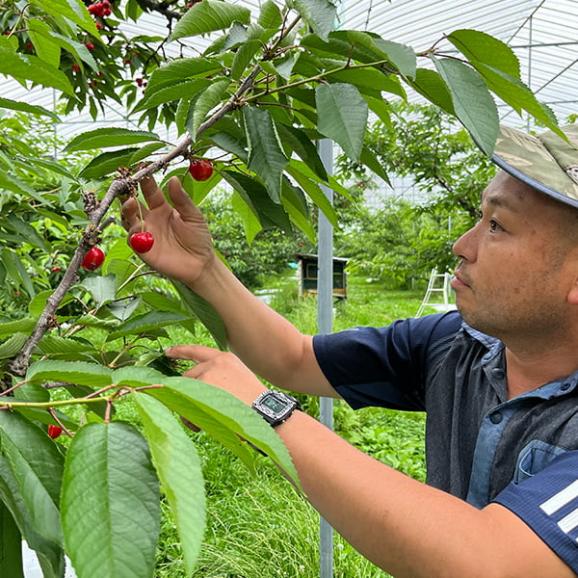 予約受付中:6月下旬頃より発送予定|大粒芳醇さくらんぼ紅秀峰500g並び詰3Lサイズ05