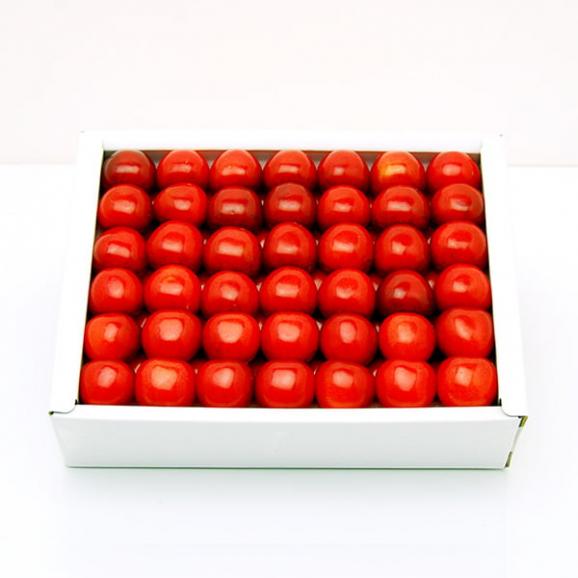 予約受付中:6月中旬頃より発送予定|大粒芳醇さくらんぼ佐藤錦500g並び詰2Lサイズ03