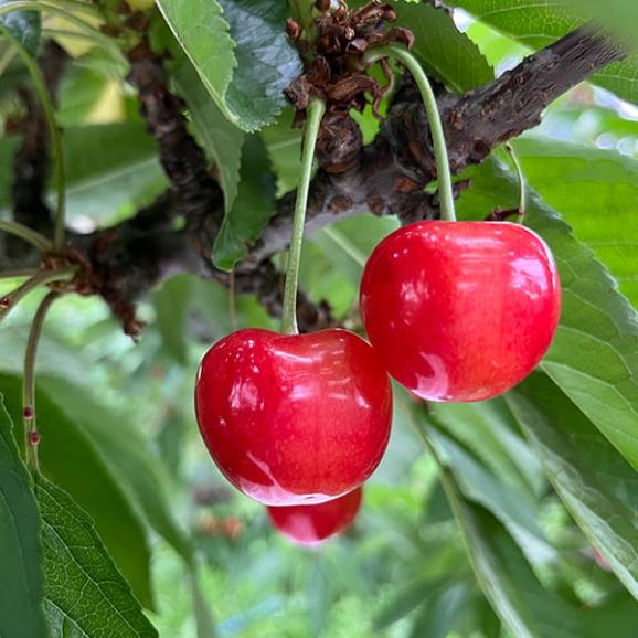 予約受付中:6月中旬頃より発送予定|大粒芳醇さくらんぼ佐藤錦500g並び詰2Lサイズ05