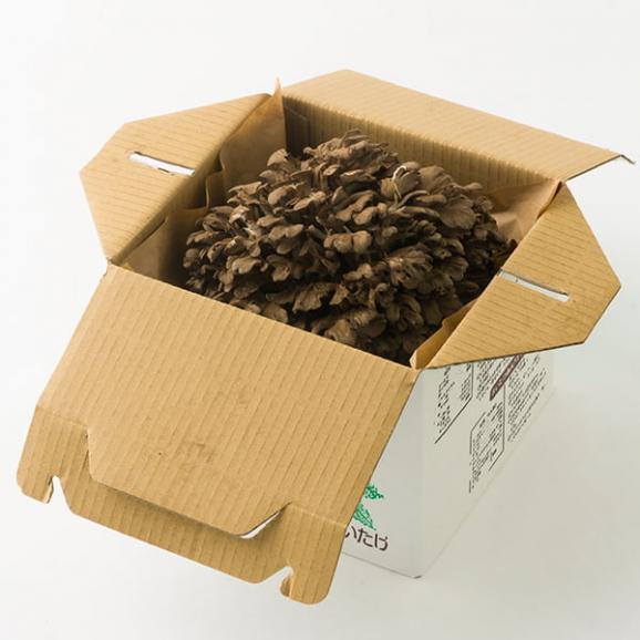 最上まいたけ／コクうま舞茸05