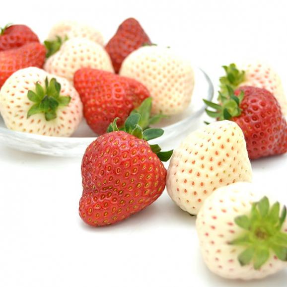 天使のいちごといちご姫 紅白詰め合わせ(約270g×2パック)02